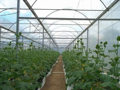 اجرای گلخانه پلاستیکی