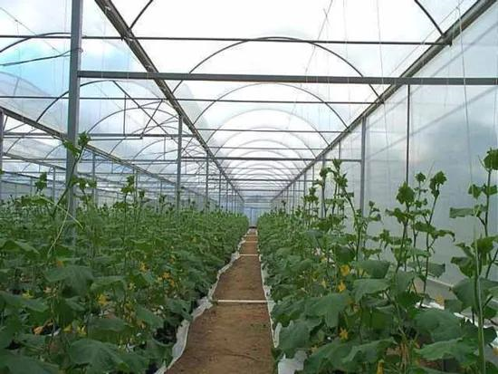 اجرای گلخانه پلاستیکی